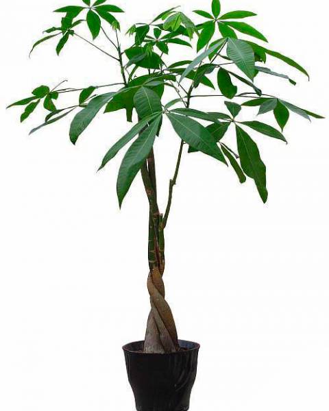 Пахира Акватика