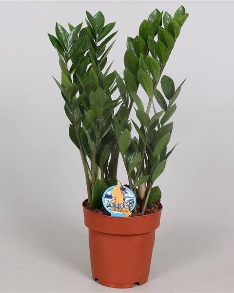 Замиокулькас