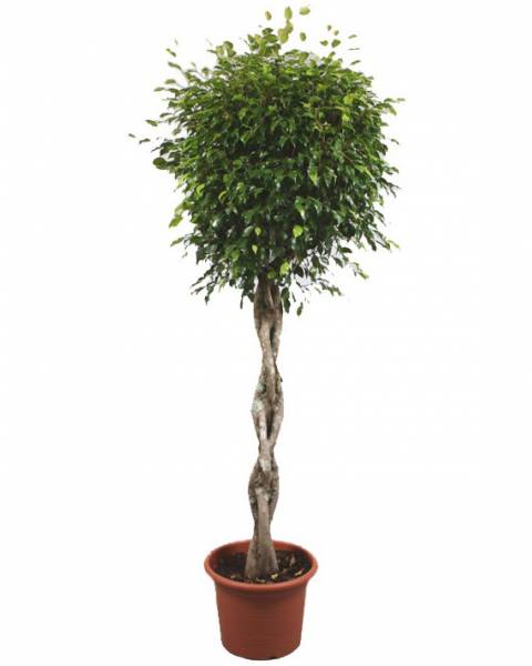 Штамбовый фикус Бенджамина