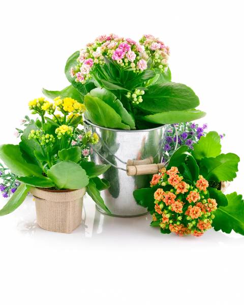 Каланхоэ Каландива