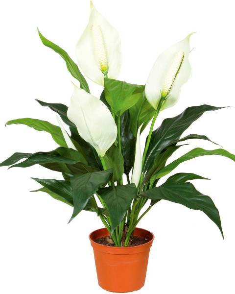 Спатифиллум