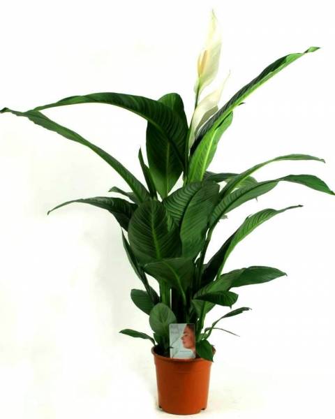 Спатифиллум  «Сенсация»