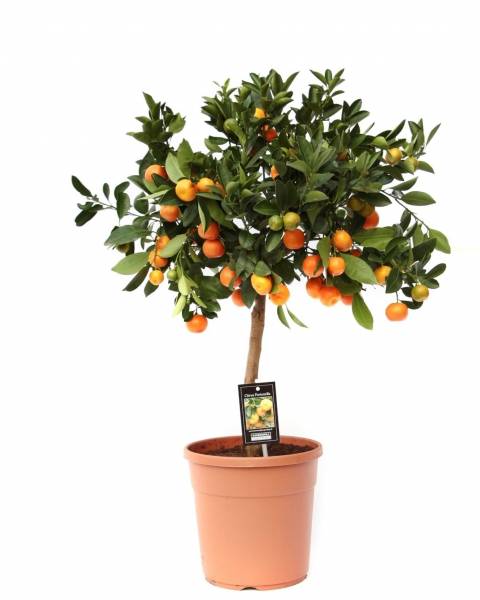 Цитрус (мандарин, каламондин, кумкват)