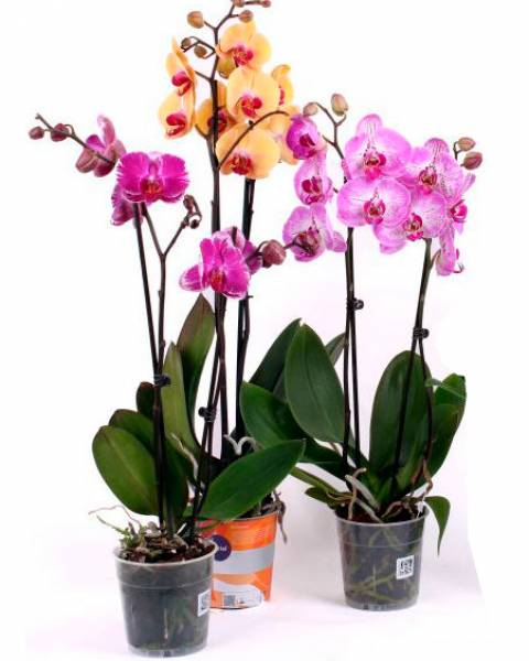 Орхидея «Фаленопсис»