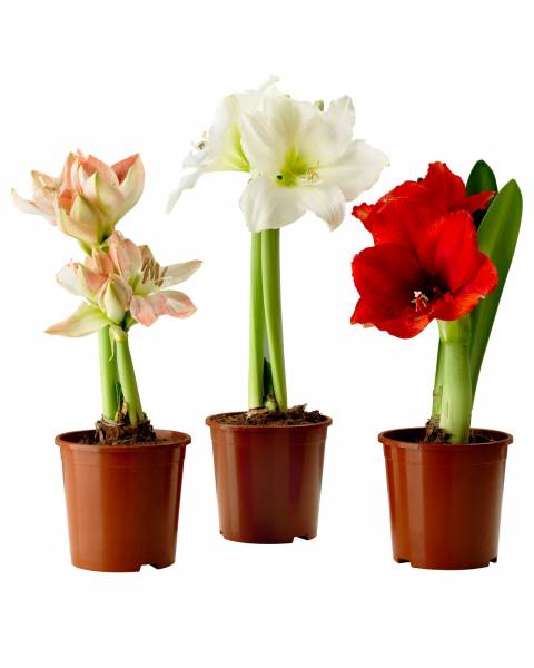 Амариллис (Гипеаструм)