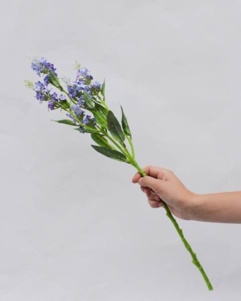 Ветка лаванды