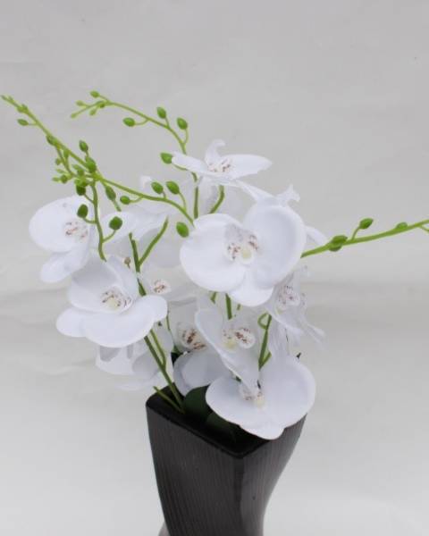 Ветка белой орхидеи 
