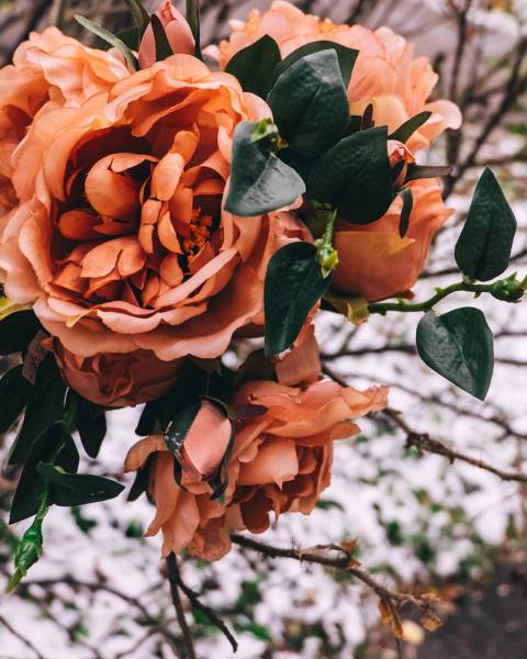 Букет «английская» роза