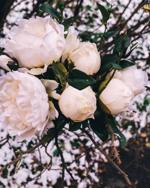 Букет «английская» роза