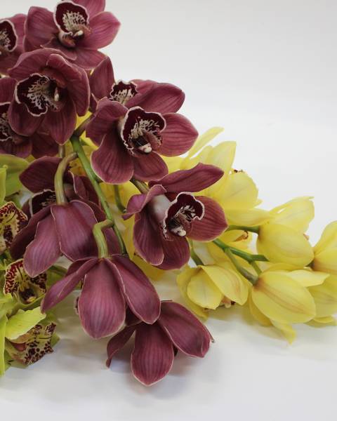 Орхидеи «Цимбидиумы»