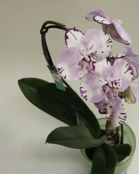 Фаленопсисы в ассортименте