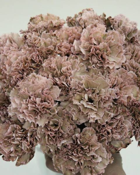 Букет с «Винтажной» гвоздикой (15 штук)