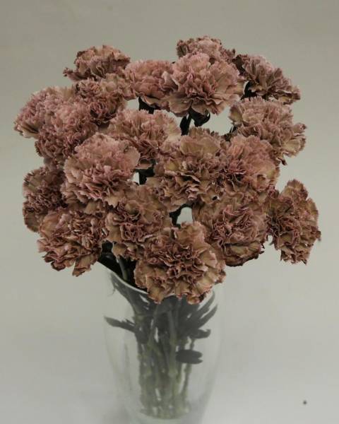 Гвоздика «Винтажная»