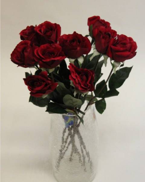 Роза бордовая «Бархатная»