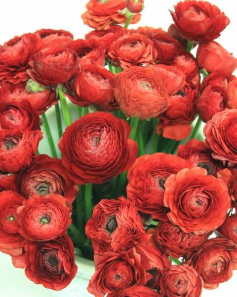 Ранункулюсы PREMIUM RED