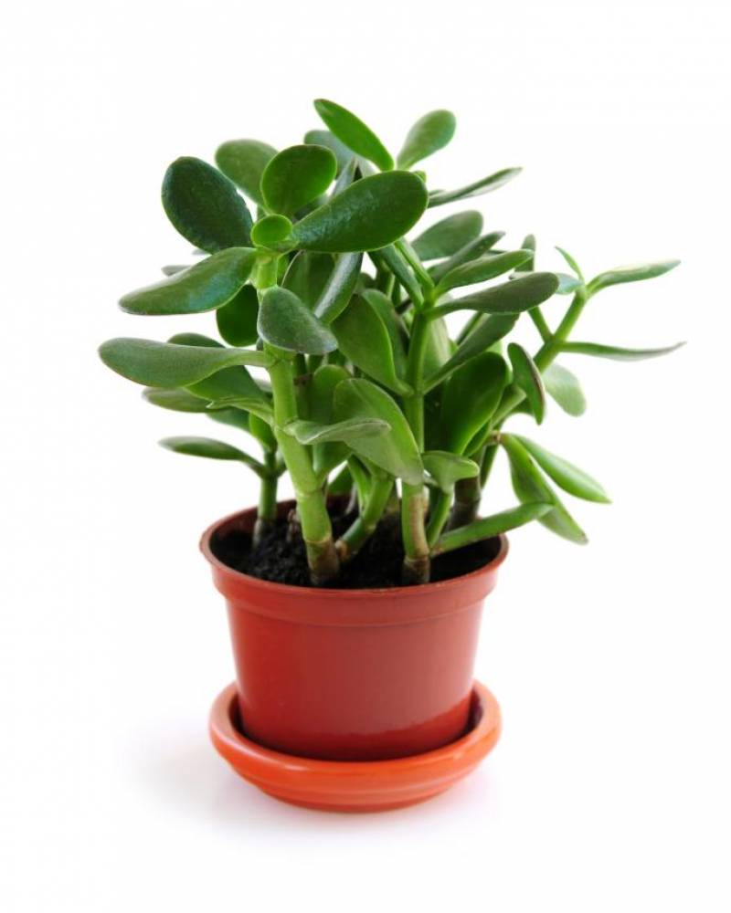 Крассула  ( Толстянка или Денежное дерево)