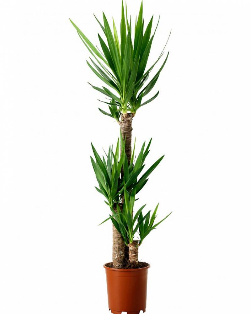 Юкка трехствольная