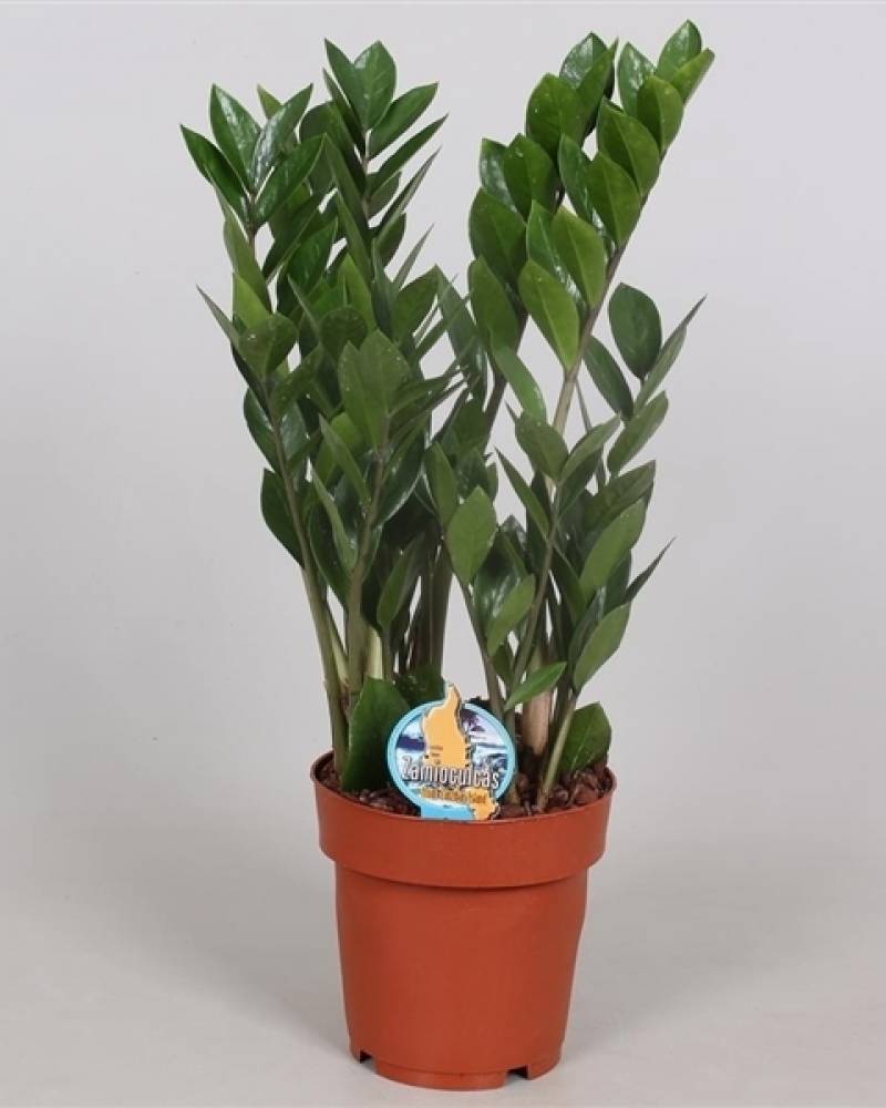 Замиокулькас