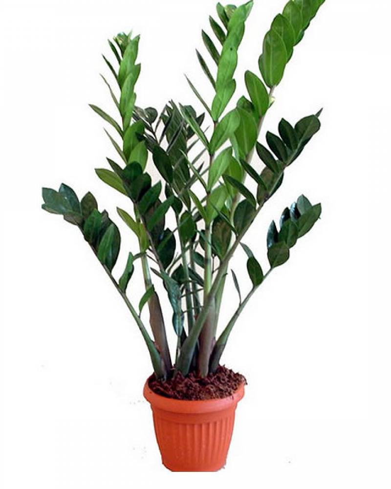 Замиокулькас