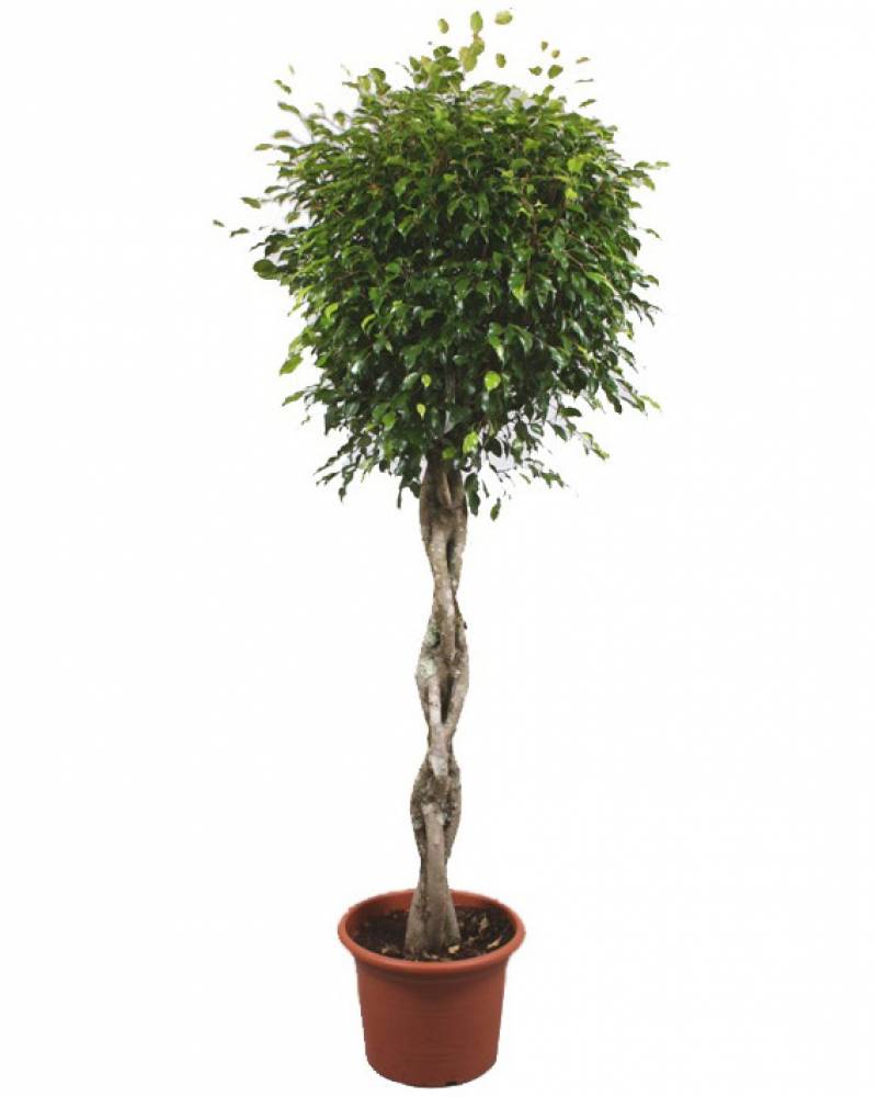 Штамбовый фикус Бенджамина