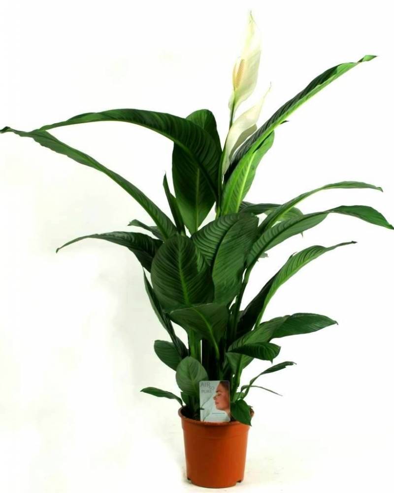 Спатифиллум  «Сенсация»