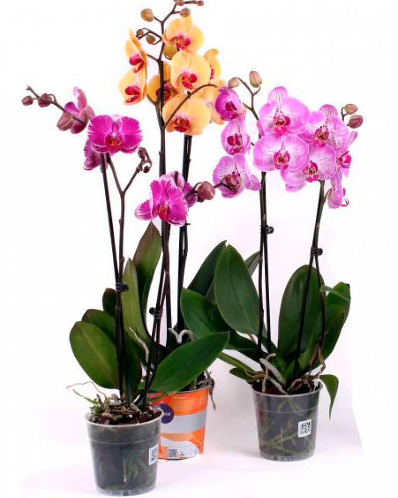 Орхидея «Фаленопсис»