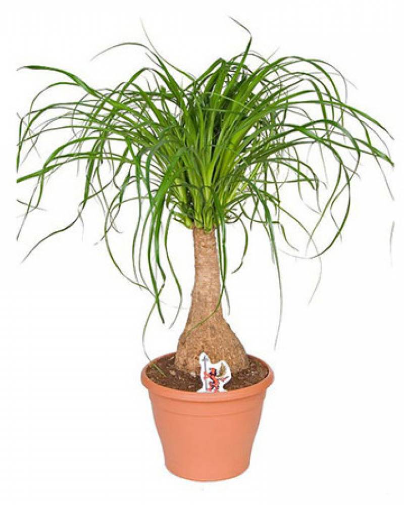 Нолина (Бокарнея)