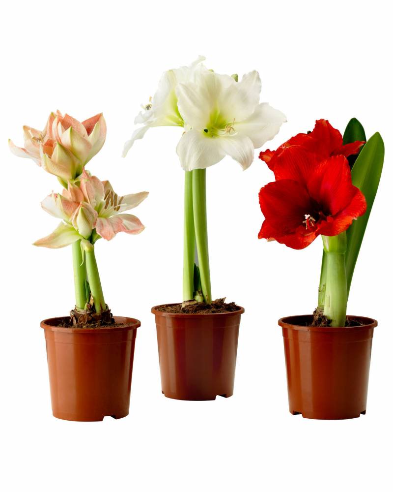 Амариллис (Гипеаструм)