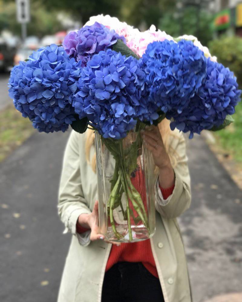 Ветка гортензии