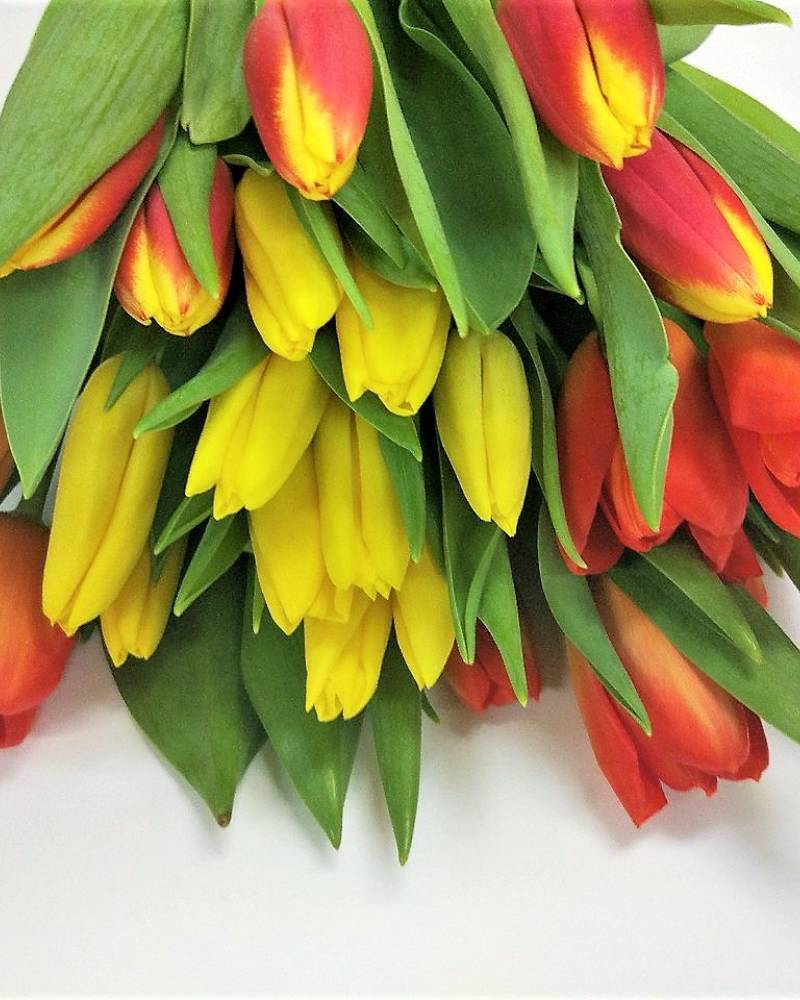 Тюльпаны (при покупке от 100 шт.)