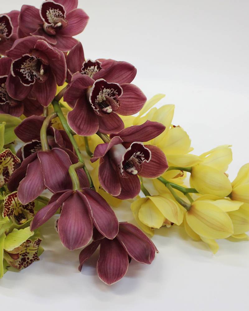 Орхидеи «Цимбидиумы»