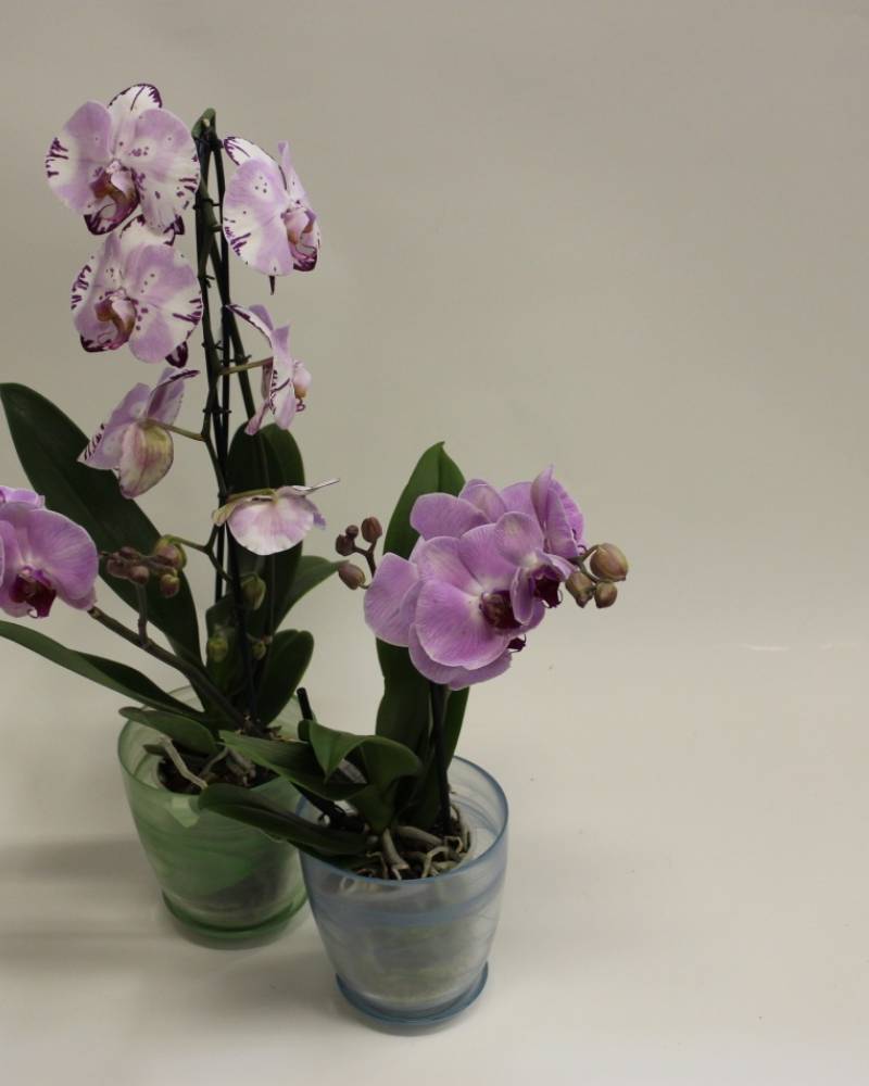 Фаленопсисы в ассортименте