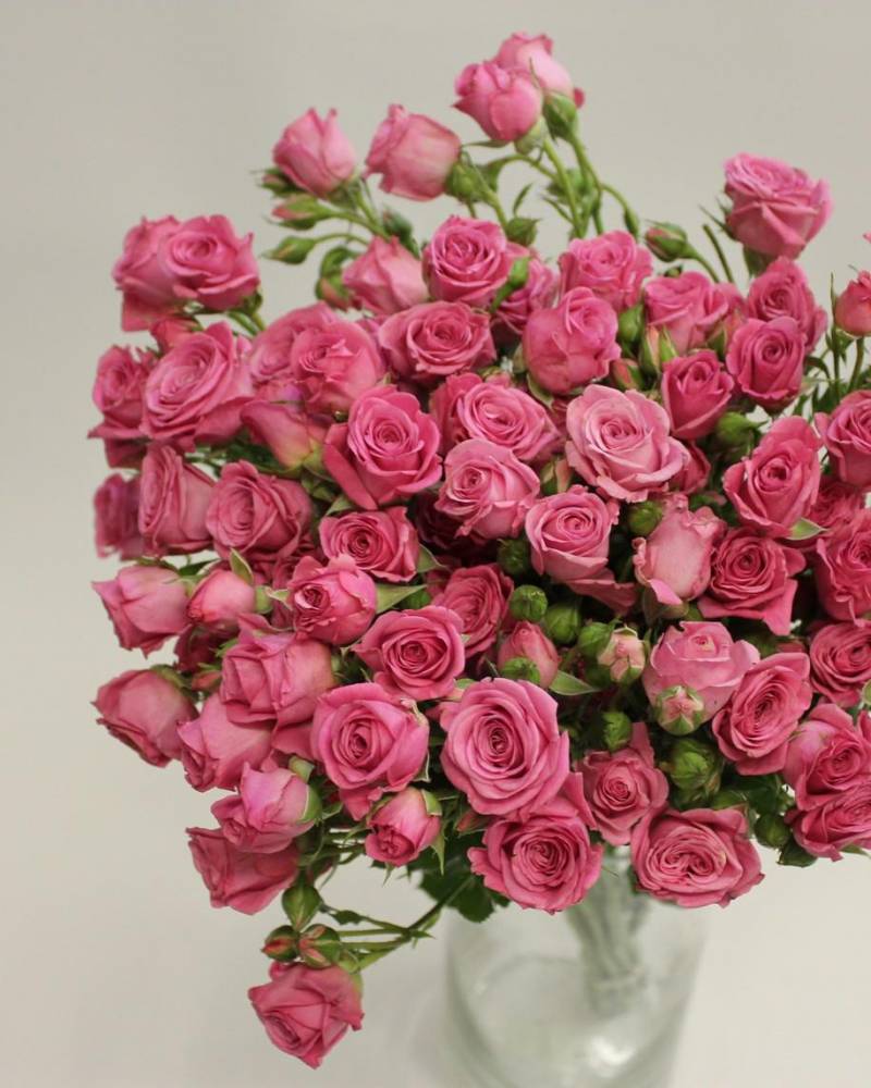 Роза пионовидная, пышная, сортовая