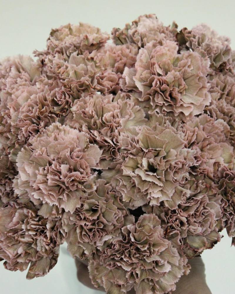 Букет с «Винтажной» гвоздикой (15 штук)