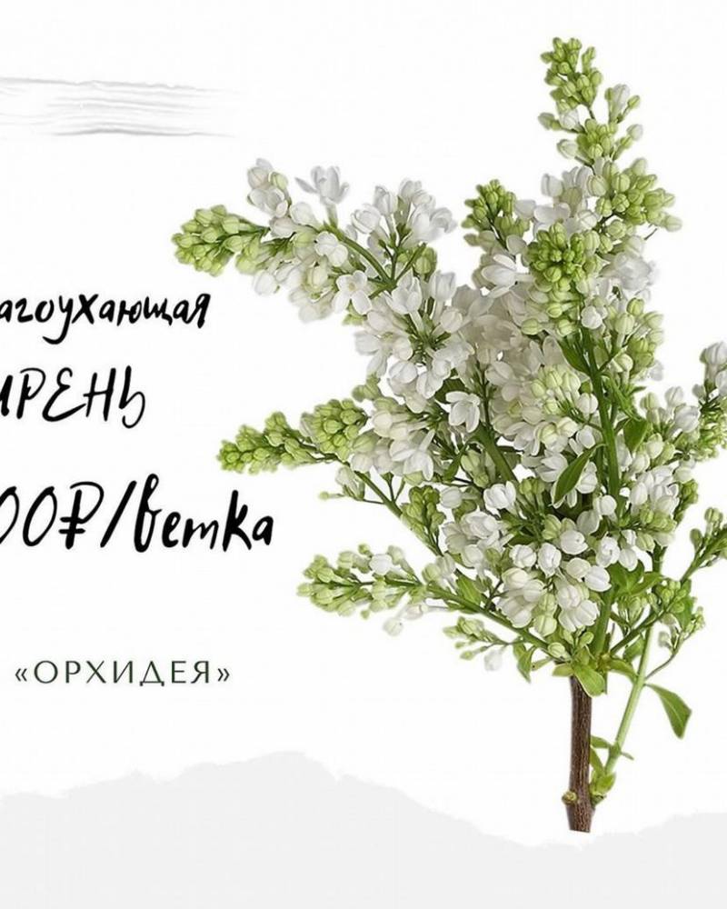 Сирень! (цена по запросу)