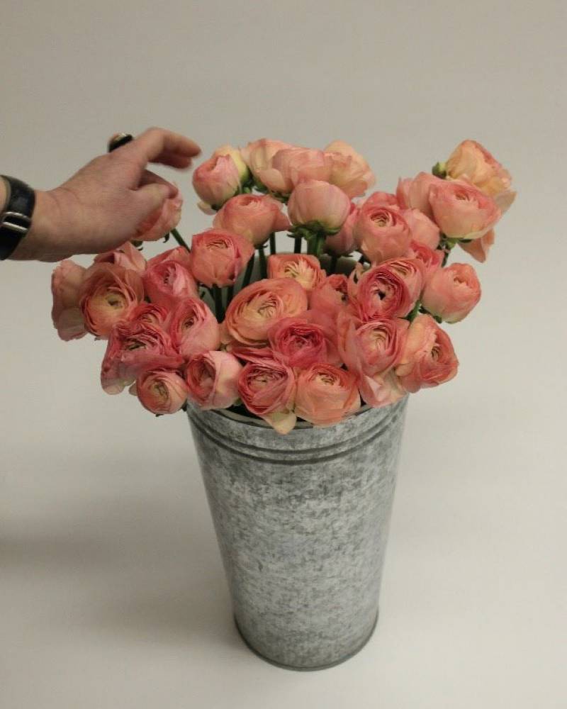 Ранункулюсы PREMIUM PINK