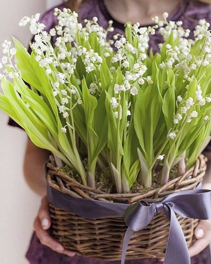 Ландыши (цена по запросу)