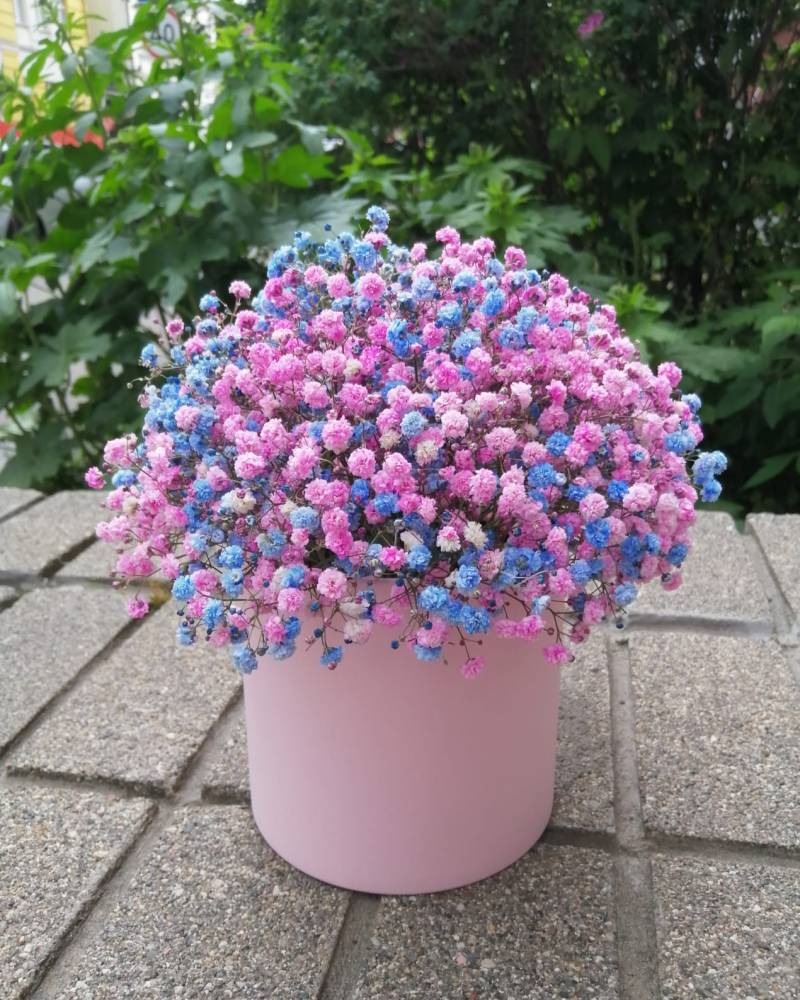 Коробка с гипсофилой